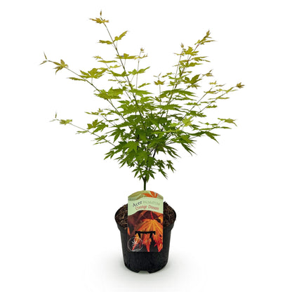 Japanischer Ahorn Acer palmatum Orange Dream in einem 19cm Topf, Laubabwerfende Pflanze mit orangefarbenen Blättern, ca. 70cm hoch