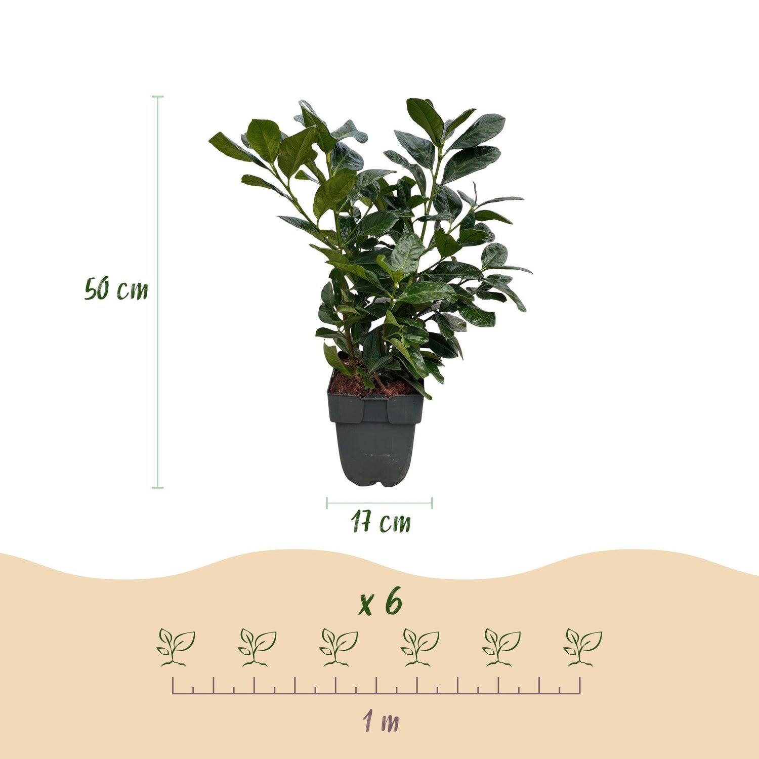 Kirschlorbeer Etna – Prunus laurocerasus online kaufen | 6 Pflanzen für 1 m Hecke, kompakt &amp; schnittarm – Wurzelwerk Design