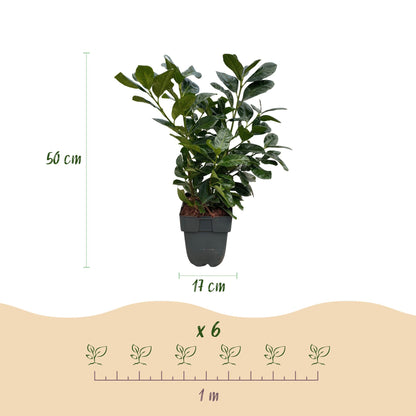 Kirschlorbeer Etna – Prunus laurocerasus online kaufen | 6 Pflanzen für 1 m Hecke, kompakt &amp; schnittarm – Wurzelwerk Design