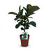 Gummibaum kaufen | Ficus Elastica Cloe – Topf Ø 19 cm, Höhe 65 cm - Wurzelwerk Design