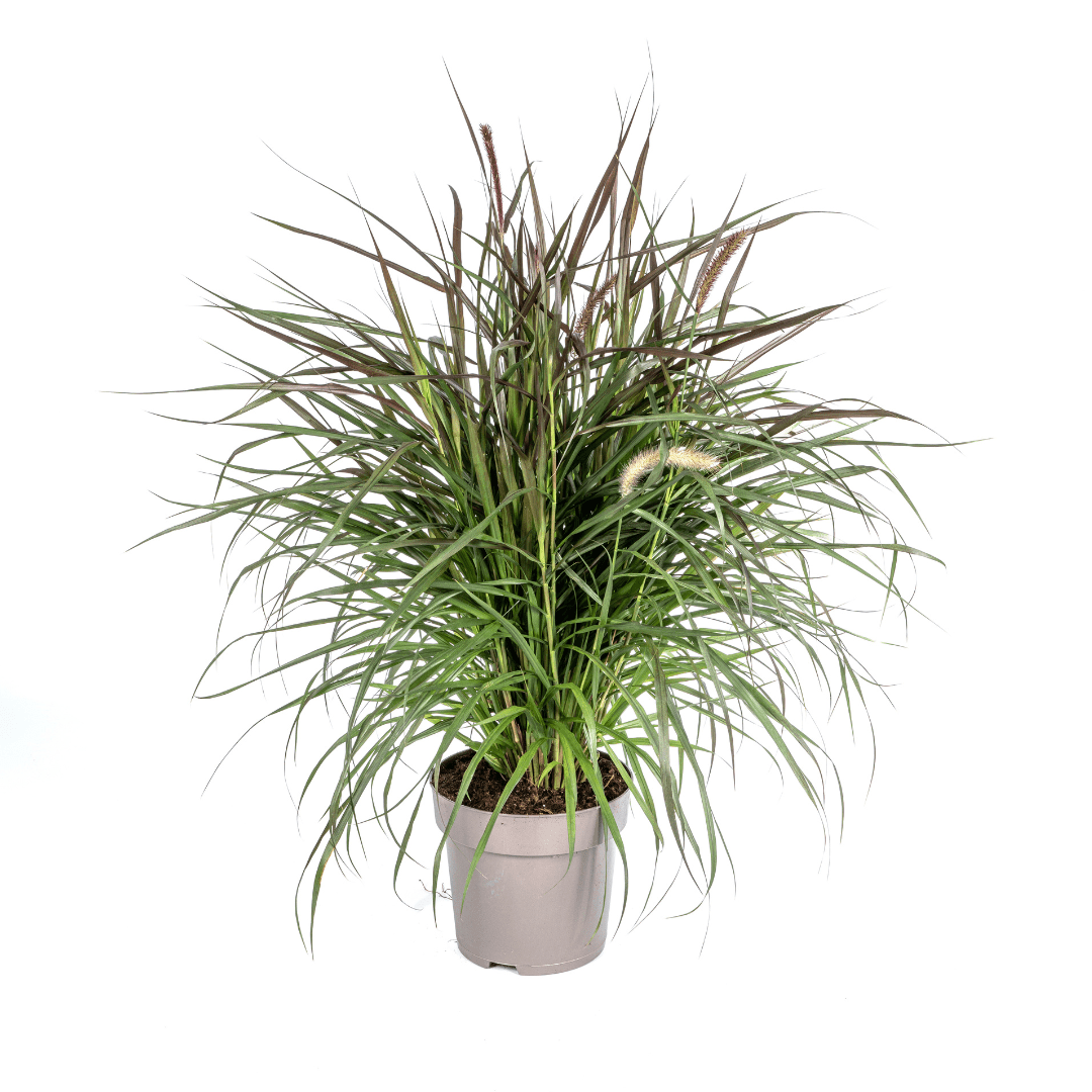Lampenputzergras Pennisetum x advena &