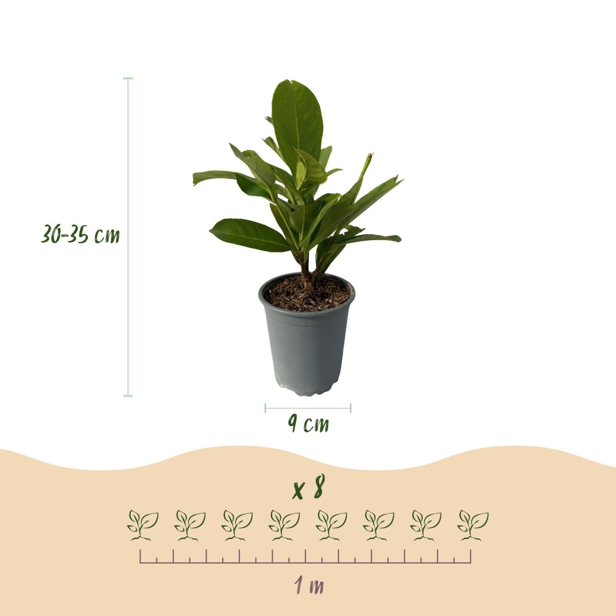 Heckenpflanzen - Prunus laurocerasus Rotundifolia - 8 Pflanzen - 1 laufender Meter - immergrün - Topf 9cm Höhe 30 - 35cm - Wurzelwerk Design