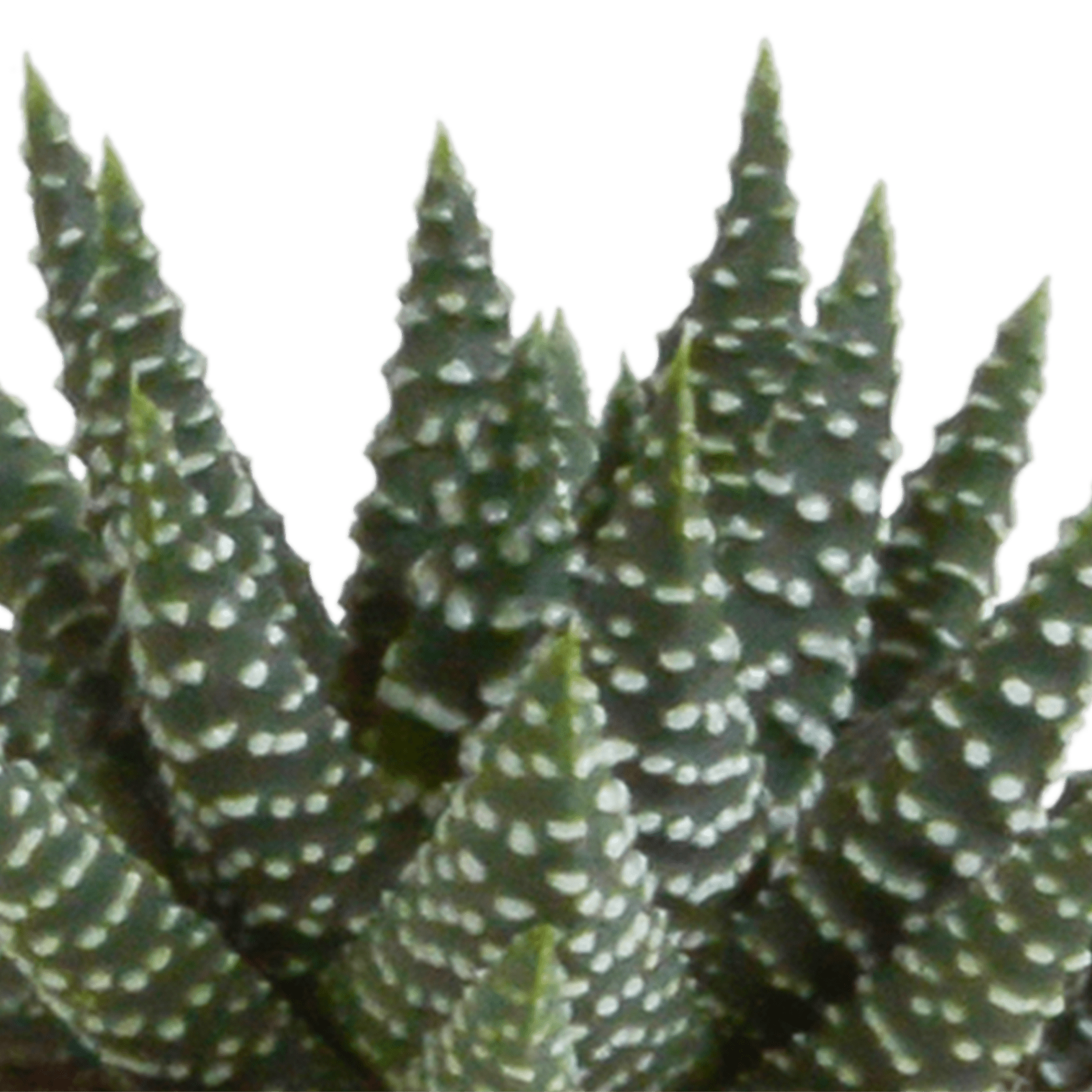 Fünf Gasteria und Haworthia Pflanzen in weißen Töpfen, Durchmesser 5,5 cm, Everspring, auf einem weißen Hintergrund.