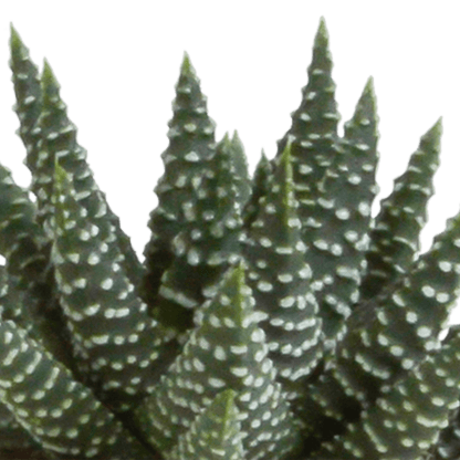 Fünf Gasteria und Haworthia Pflanzen in weißen Töpfen, Durchmesser 5,5 cm, Everspring, auf einem weißen Hintergrund.