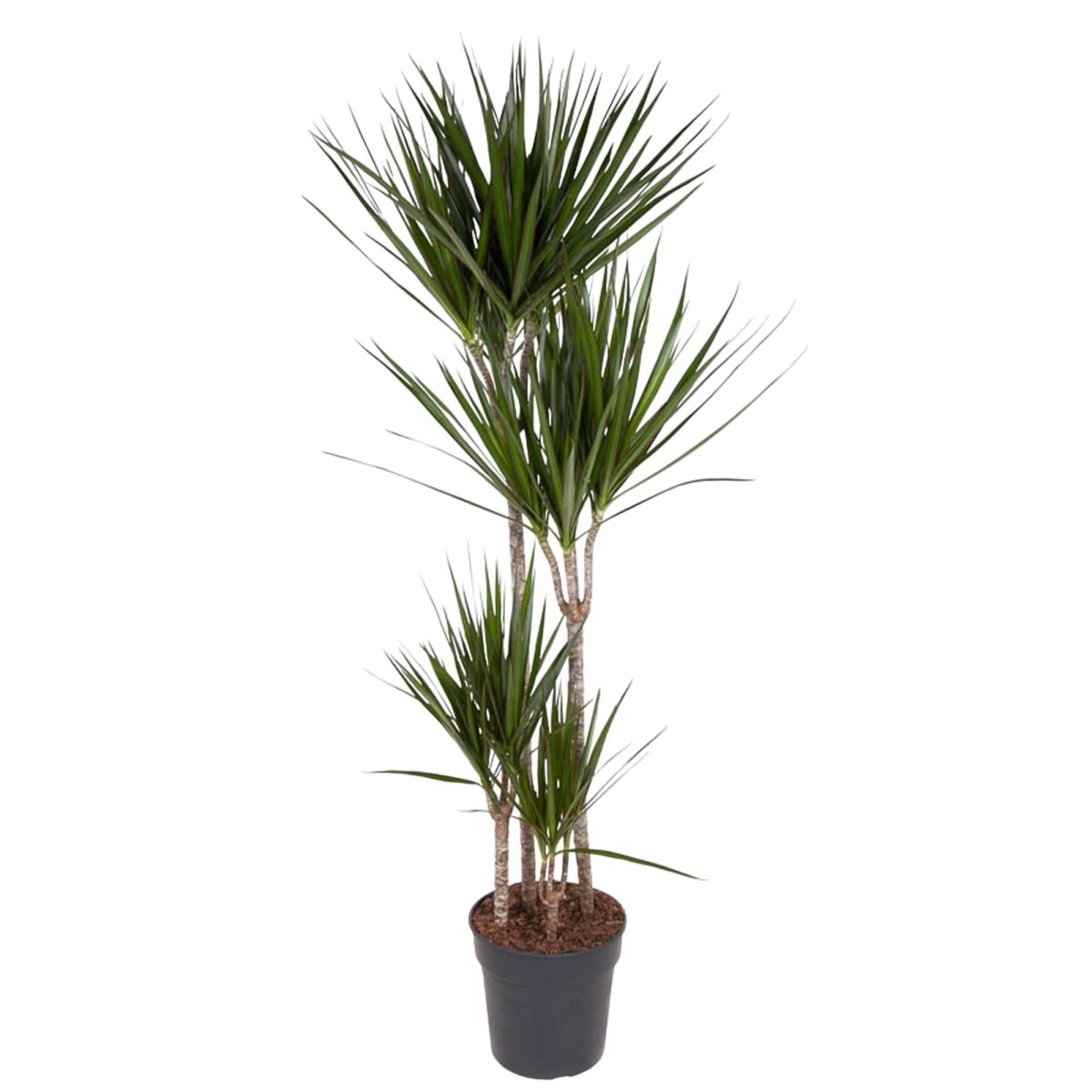 Dracaena Marginata 90 - 220 cm – Pflegeleichter Drachenbaum - Wurzelwerk Design