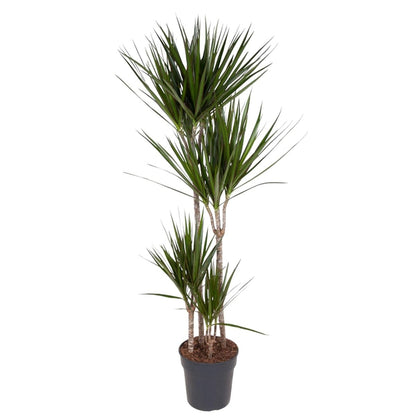 Dracaena Marginata 90 - 220 cm – Pflegeleichter Drachenbaum - Wurzelwerk Design