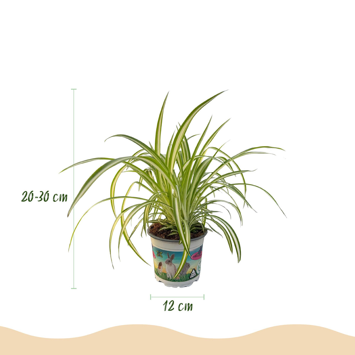 Drei Zimmerpflanzen im Topf: Cyperus, Calissia und Chlorophytum, haustierfreundlich, Höhe ca. 20 cm, Everspring.