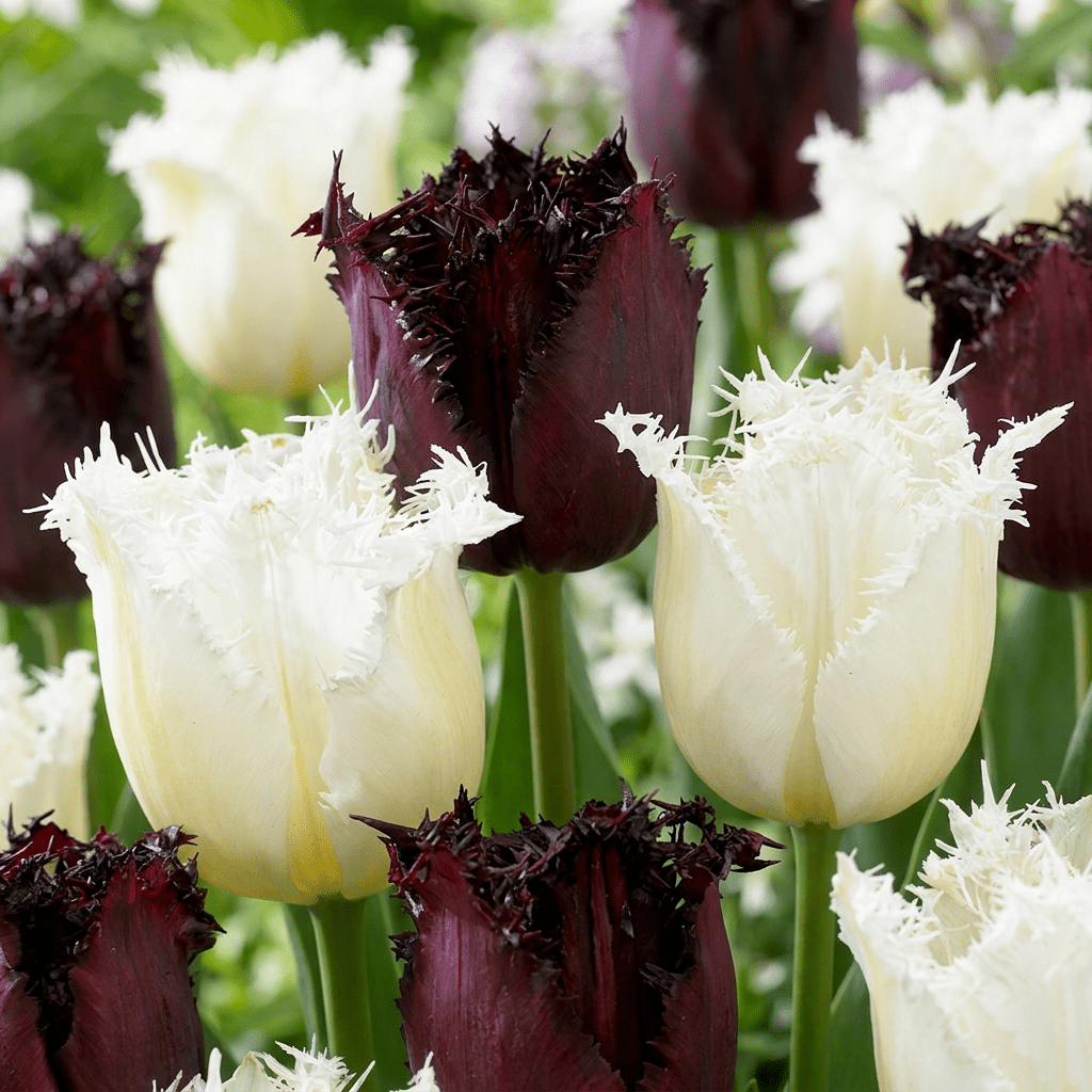 Tulpen-Mischung Breakdance – Tulipa online kaufen | 15 bis 120 Blumenzwiebeln, lebhaft &amp; kontrastreich – Wurzelwerk Design - Wurzelwerk Design