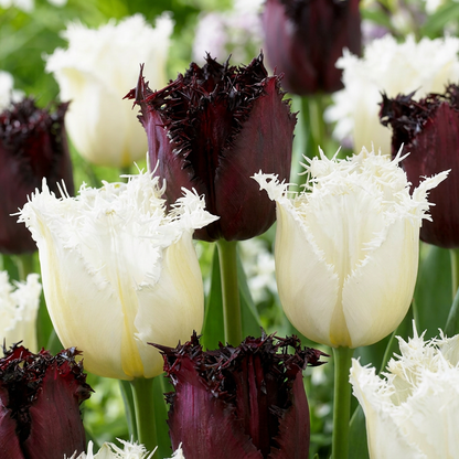 Tulpen-Mischung Breakdance – Tulipa online kaufen | 15 bis 120 Blumenzwiebeln, lebhaft &amp; kontrastreich – Wurzelwerk Design