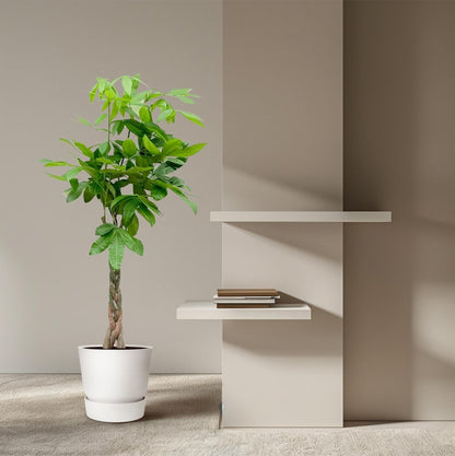 Pachira aquatica 140 cm | Glückskastanie im Ø27 cm - Wurzelwerk Design