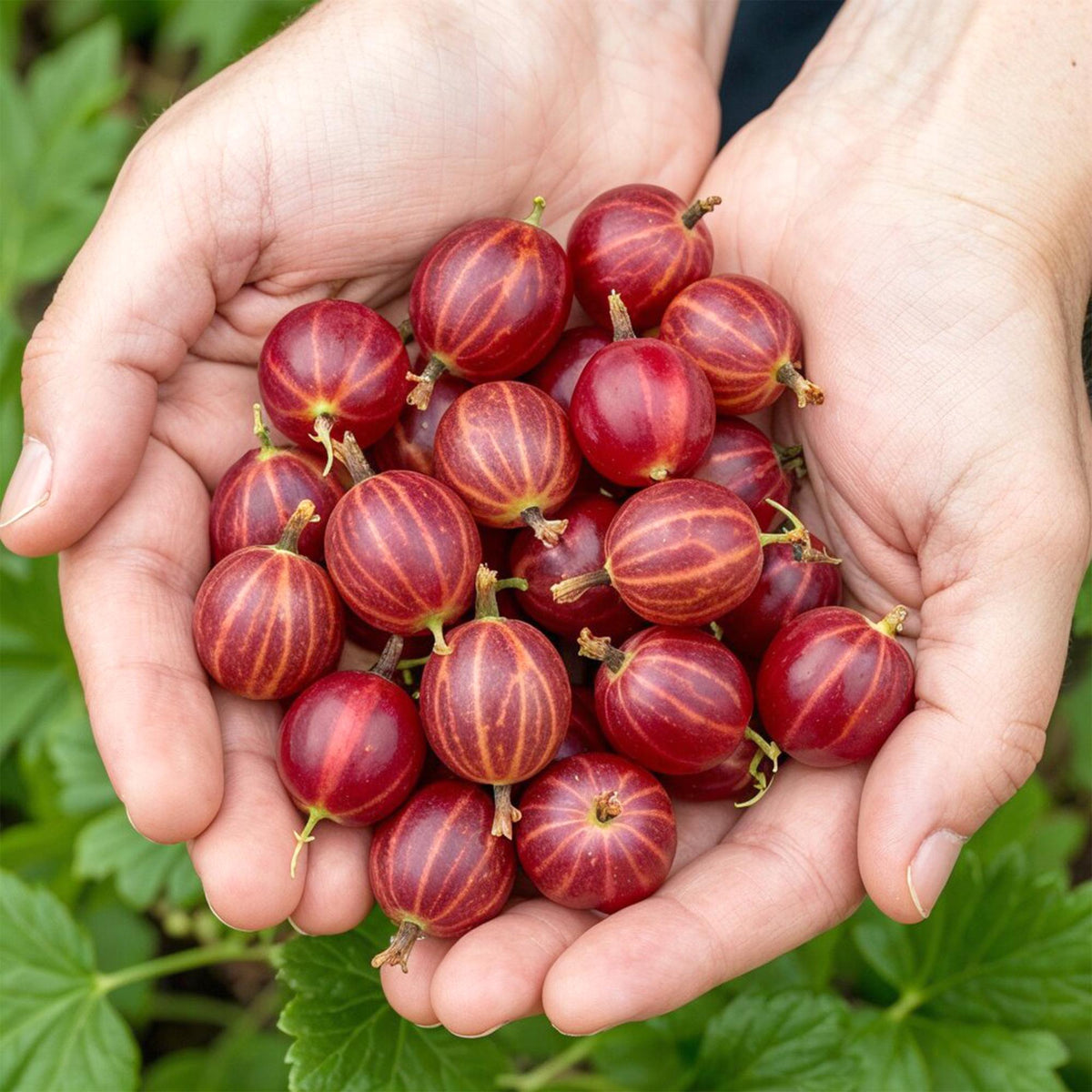 Everspring Stachelbeere ‘Hinnonmäki Rot’ in Topf, winterhart, 10–25 cm hoch, 6 Pflanzen, kleine grüne Blätter und reife Früchte