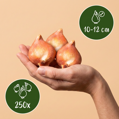 Blumenzwiebel-Großpackung Holland – online kaufen | 250 bis 1000 Zwiebeln für große Flächen – Wurzelwerk Design