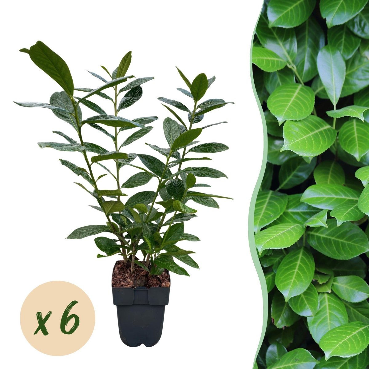 Kirschlorbeer Novita – Prunus laurocerasus online kaufen | 6 Pflanzen für 1 m Hecke, immergrün &amp; frosthart – Wurzelwerk Design - Wurzelwerk Design