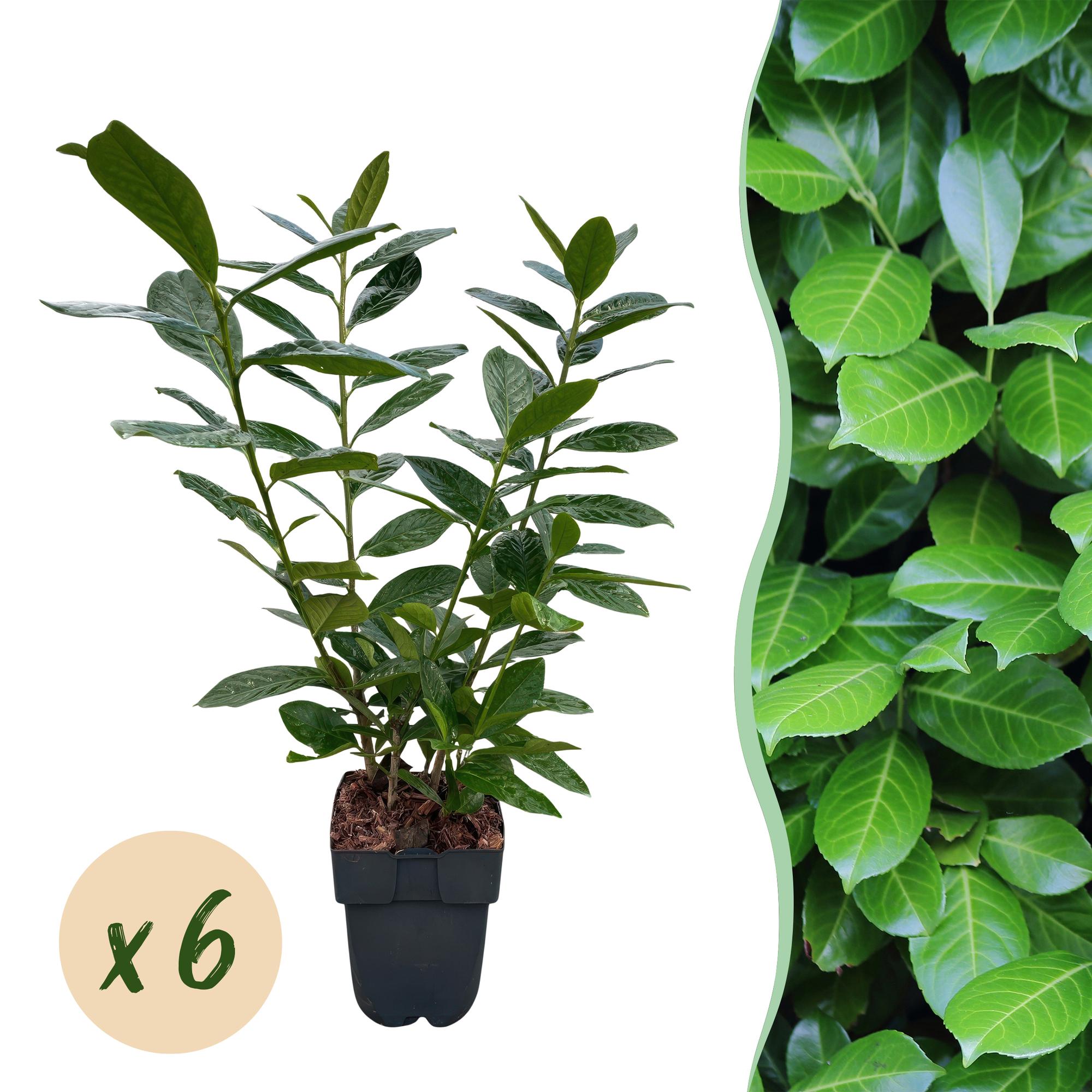 Kirschlorbeer Novita – Prunus laurocerasus online kaufen | 6 Pflanzen für 1 m Hecke, immergrün &amp; frosthart – Wurzelwerk Design