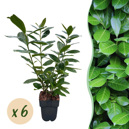 Kirschlorbeer Novita – Prunus laurocerasus online kaufen | 6 Pflanzen für 1 m Hecke, immergrün &amp; frosthart – Wurzelwerk Design