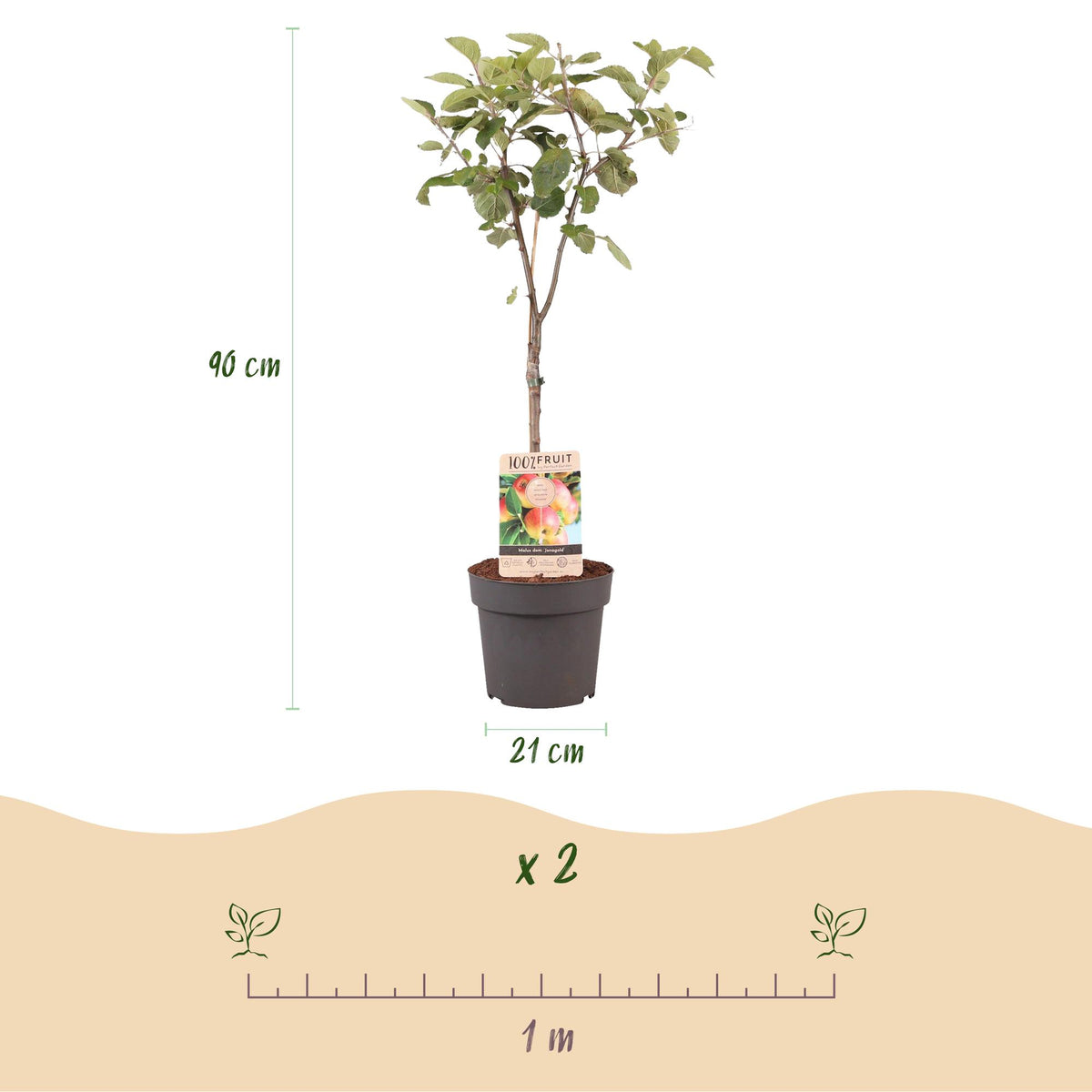 Gelber Apfelbaum Malus domestica Jonagold in Topf, 21cm Durchmesser, Höhe 90cm, von Everspring.