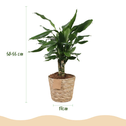 Everspring Dracaena fragrans Steudneri, Drachenblutbaum in Korb, Höhe 50-55cm, grüne Blätter, Zimmerpflanze