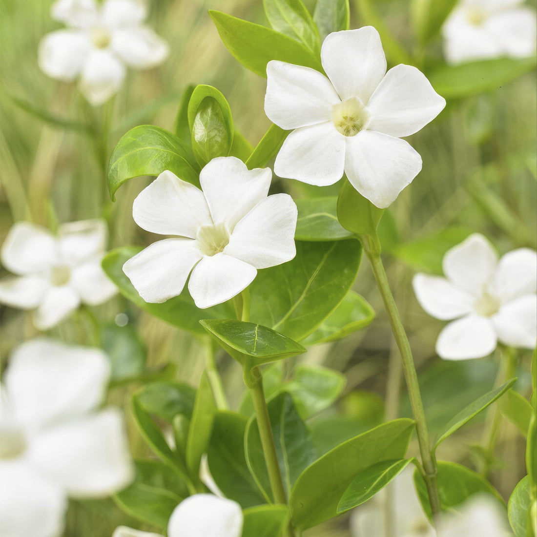 24x Vinca minor ‘Alba’ – Weißblühendes Immergrün für Beete &amp; Gehölzränder – Höhe 10–25 cm – Ø 9 cm