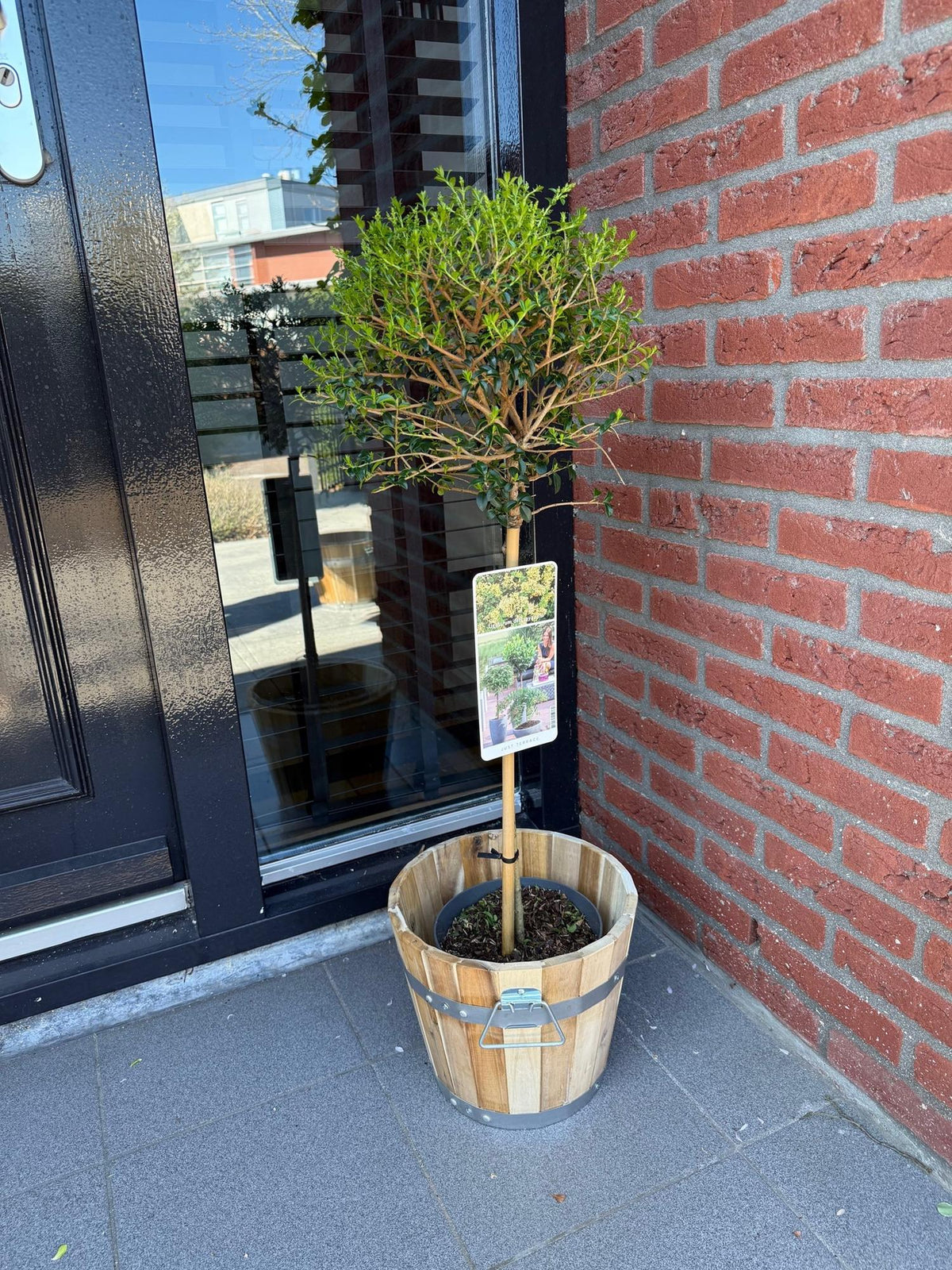 Immergrüner Ligustrum delavayanum in Topf, winterhart, grüne Blätter, für Terrasse, Höhe 90cm, Everspring Pflanze