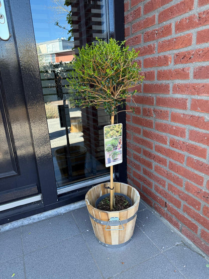 Immergrüner Ligustrum delavayanum in Topf, winterhart, grüne Blätter, für Terrasse, Höhe 90cm, Everspring Pflanze