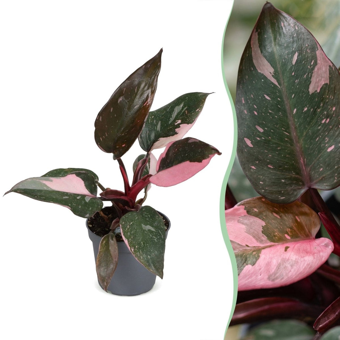 Philodendron &