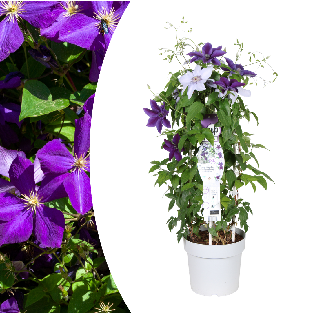 Clematis Double Up kaufen | Masa + Bernadine – Topf Ø 23 cm - Wurzelwerk Design