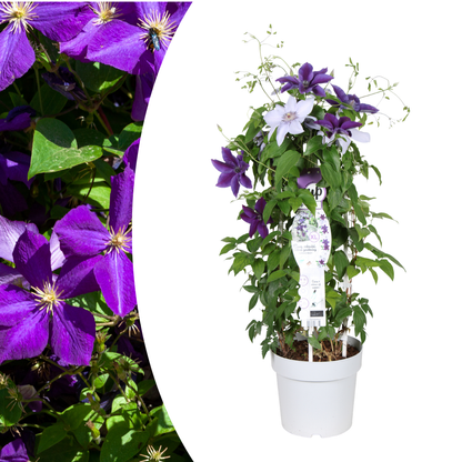 Clematis Double Up kaufen | Masa + Bernadine – Topf Ø 23 cm - Wurzelwerk Design
