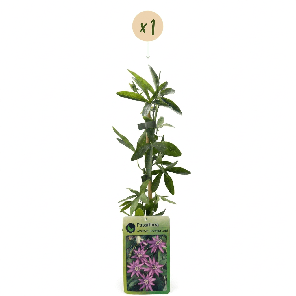 Passionsblume &