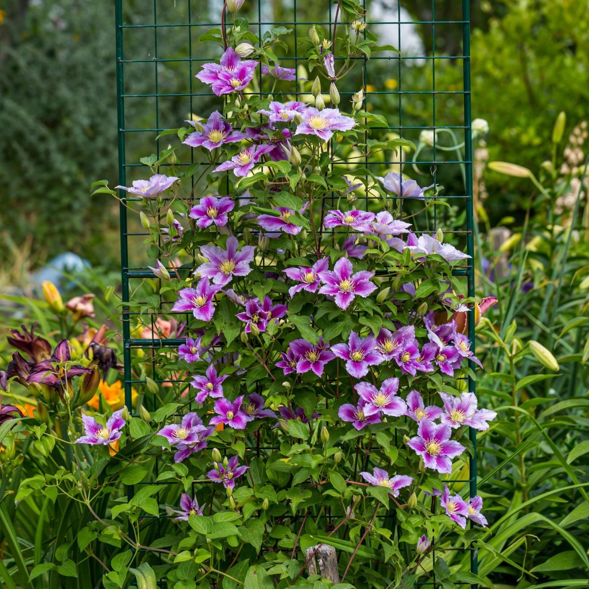 Clematis Piilu - Blüte Rosa - Wenig Pflege - 2 Pflanzen - Topf 11cm Höhe 40cm - Wurzelwerk Design