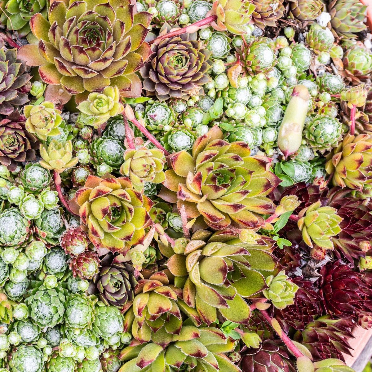 Bodendecker Sempervivum Big Sam | 4 winterharte Pflanzen – Verschiedene Farben – Pflegeleicht - Wurzelwerk Design