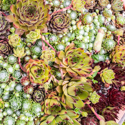 Bodendecker Sempervivum Big Sam | 4 winterharte Pflanzen – Verschiedene Farben – Pflegeleicht