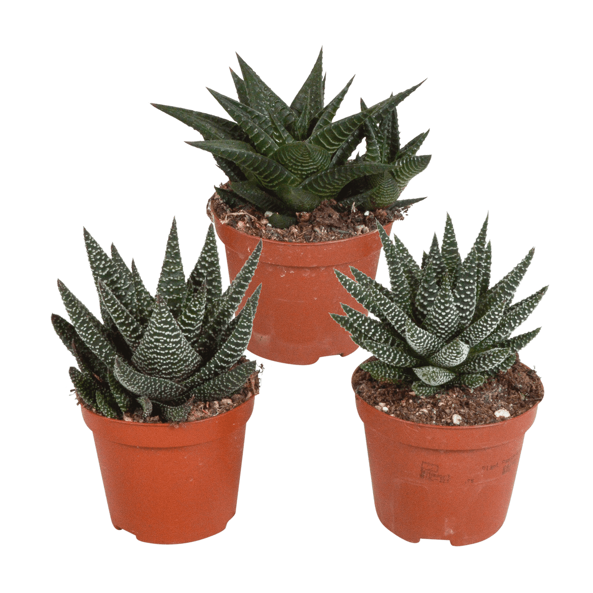 Drei Everspring Gasteria und Haworthia Pflanzen, Ø 8,5 cm, ohne Topf, grüne Sukkulenten, Nahaufnahme