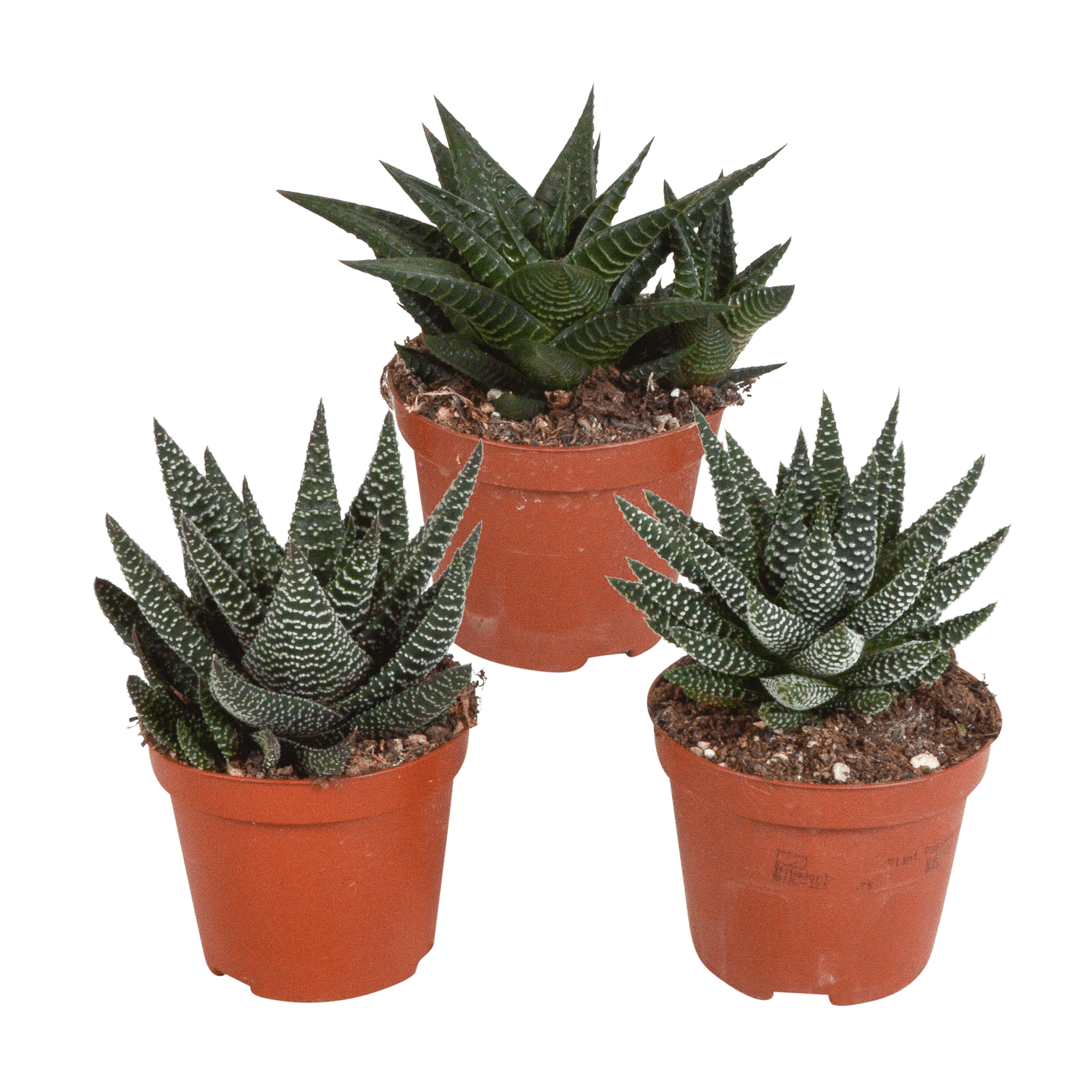 Drei Everspring Gasteria und Haworthia Pflanzen, Ø 8,5 cm, ohne Topf, grüne Sukkulenten, Nahaufnahme