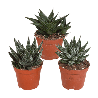 Drei Everspring Gasteria und Haworthia Pflanzen, Ø 8,5 cm, ohne Topf, grüne Sukkulenten, Nahaufnahme