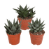 Drei Everspring Gasteria und Haworthia Pflanzen, Ø 8,5 cm, ohne Topf, grüne Sukkulenten, Nahaufnahme