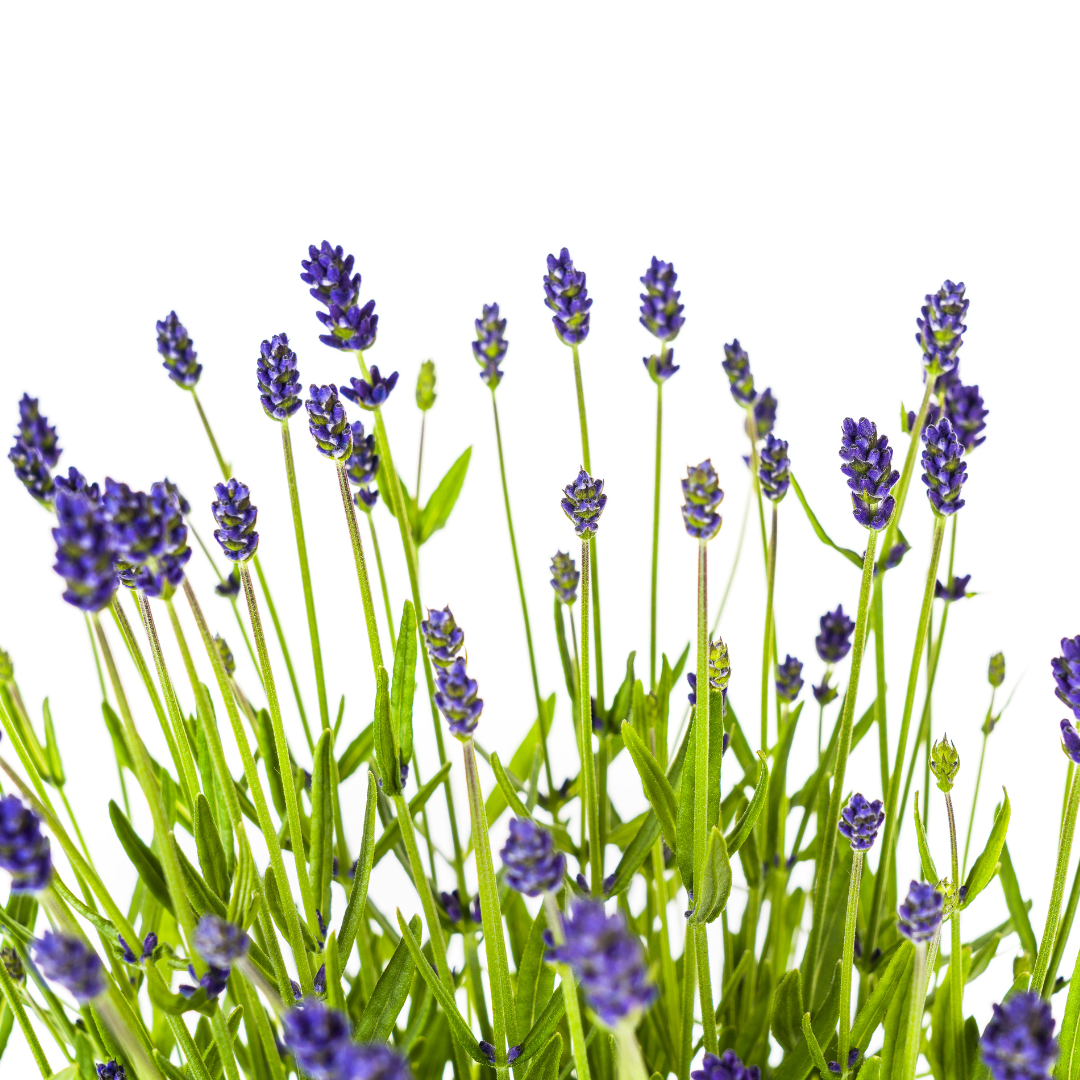Lavandula angustifolia – Echter Lavendel Ø19 cm | Duft &amp; Bienenliebe - Wurzelwerk Design