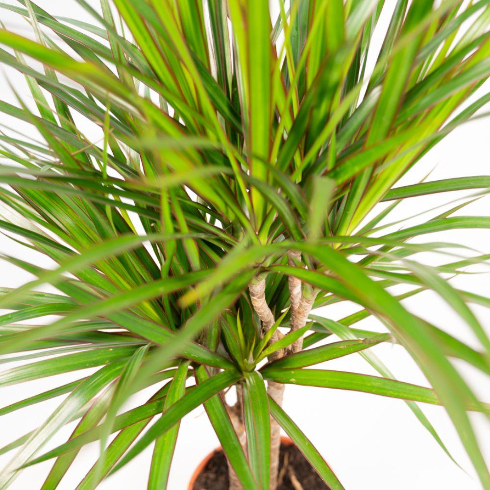 Dracaena Marginata 90 - 220 cm – Pflegeleichter Drachenbaum - Wurzelwerk Design