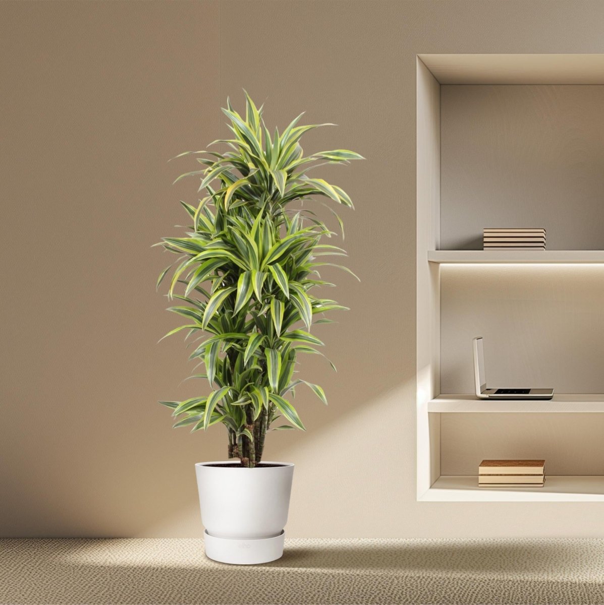 Dracaena Lemon Lime 130 - 150 cm – Pflegeleicht &amp; luftreinigend - Wurzelwerk Design