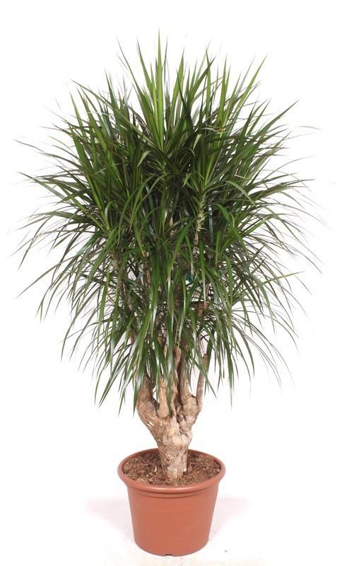 Große Dracaena Marginata verzweigt, 190 cm hoch, mit schmalen, grünen Blättern und dicker Krone, Everspring Pflanze