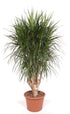 Große Dracaena Marginata verzweigt, 190 cm hoch, mit schmalen, grünen Blättern und dicker Krone, Everspring Pflanze