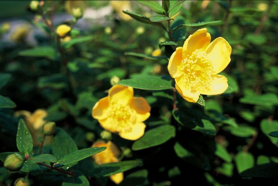 Sechs Hypericum dummeri &