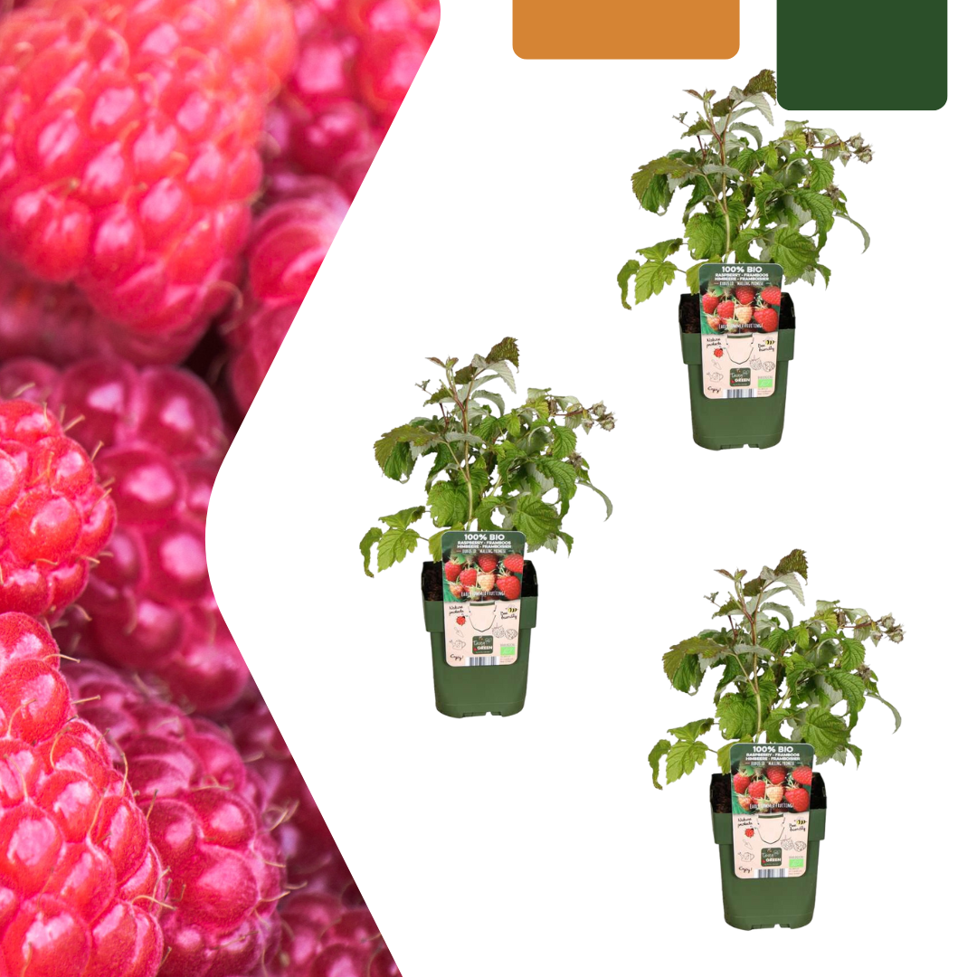 Drei winterharte Bio-Himbeerpflanzen von Everspring, ertragreich und ideal für den Anbau im Garten.