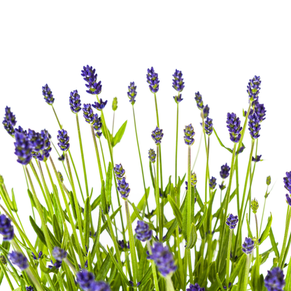 Lavandula angustifolia (4er - Set) – Echter Lavendel Ø19 cm | Duft &amp; Bienenliebe - Wurzelwerk Design