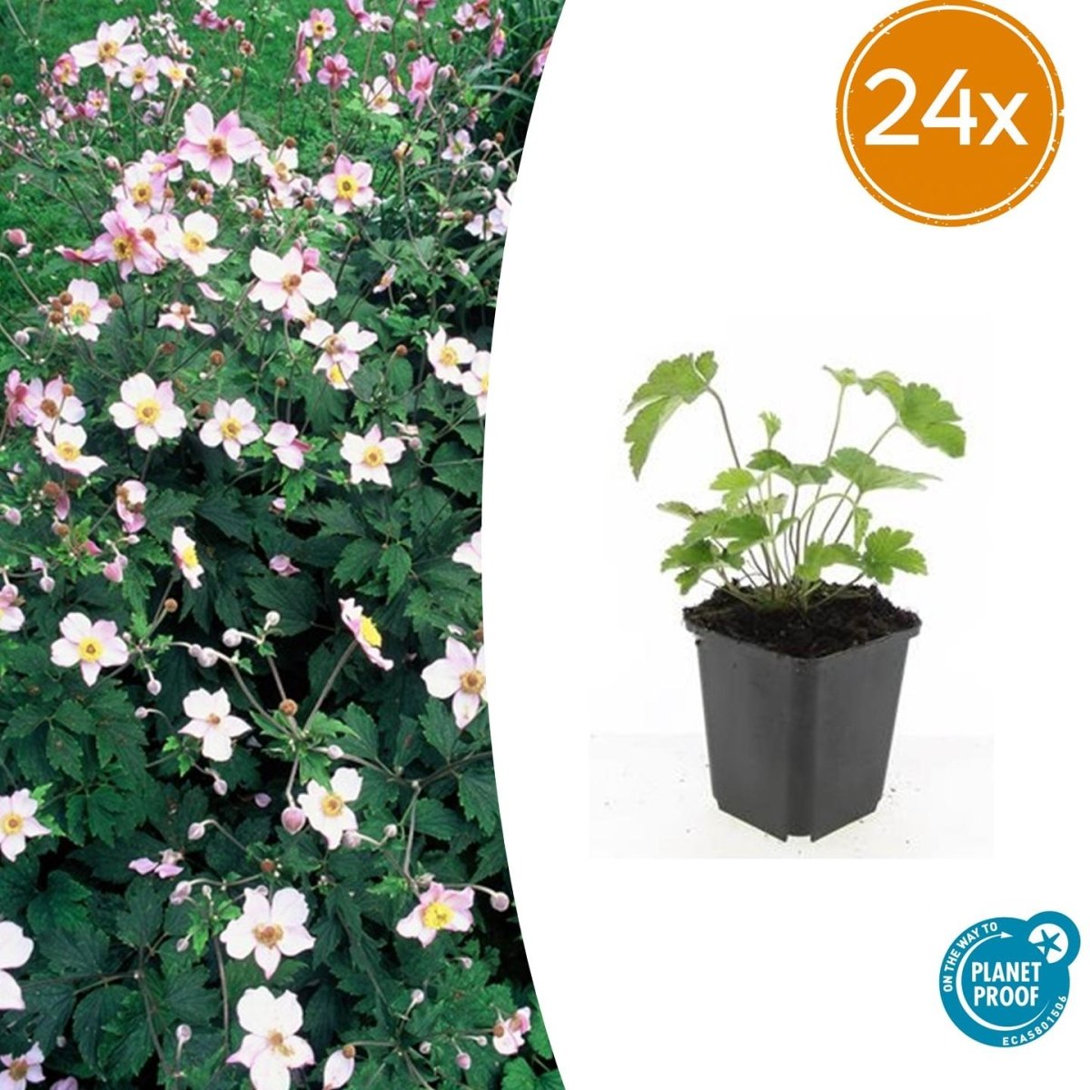 24x Anemone tomentosa ‘Robustissima’ – Herbst - Anemone für Beete &amp; Rabatten – Höhe 10–25 cm – Ø 9 cm - Wurzelwerk Design