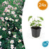 24x Anemone tomentosa ‘Robustissima’ – Herbst - Anemone für Beete & Rabatten – Höhe 10–25 cm – Ø 9 cm - Wurzelwerk Design