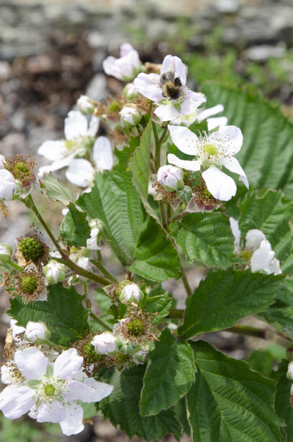Dornenlose Brombeere Rubus fruticosus &