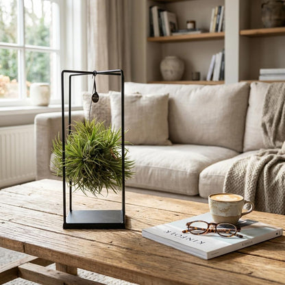 Everspring Tillandsia Luftpflanze im Dekor, Durchmesser 14 cm, Höhe 37 cm, grüne Pflanze in dekorativer Präsentation