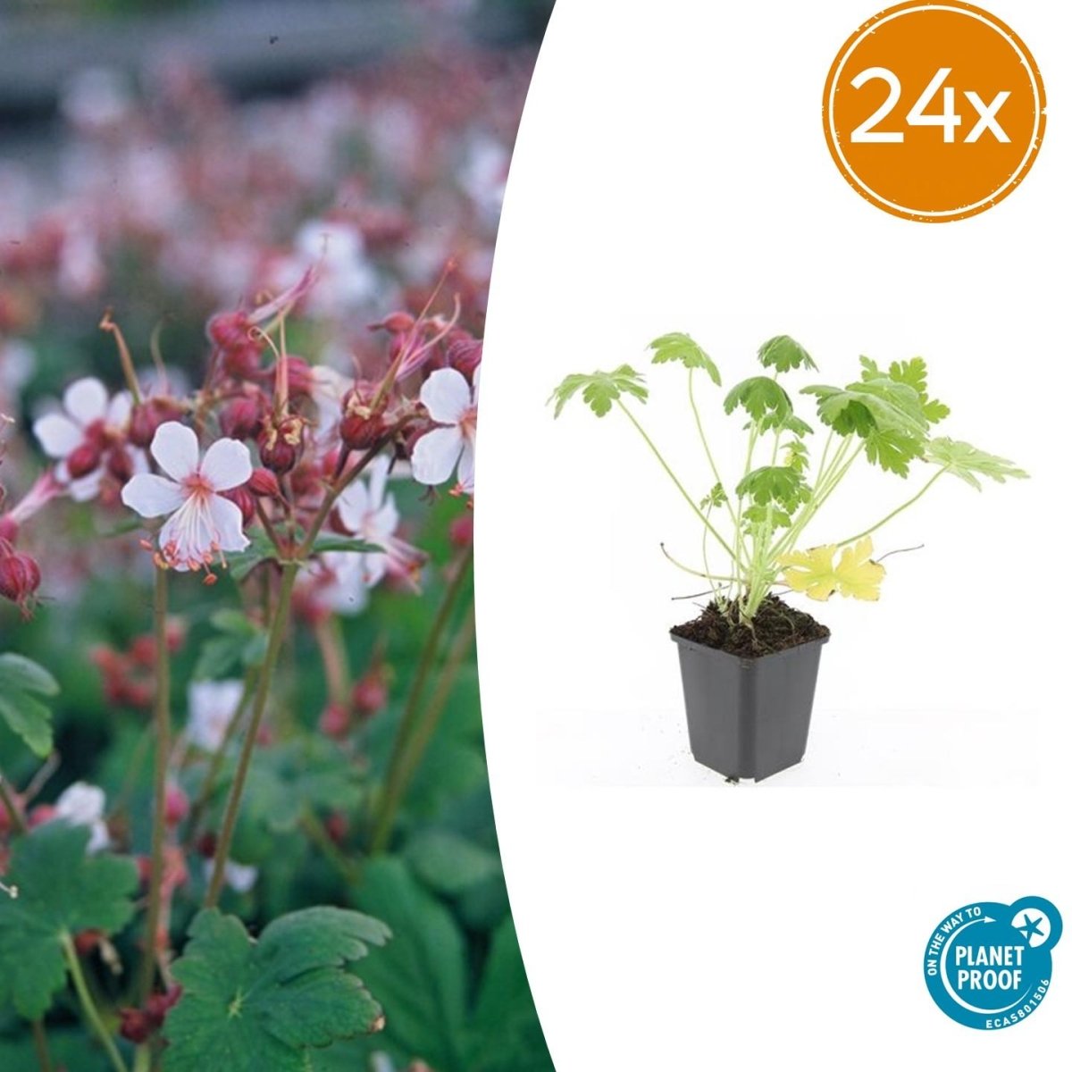 24x Geranium macr. ‘Spessart’ - Höhe 10 - 25 cm - Ø 9 cm - Wurzelwerk Design