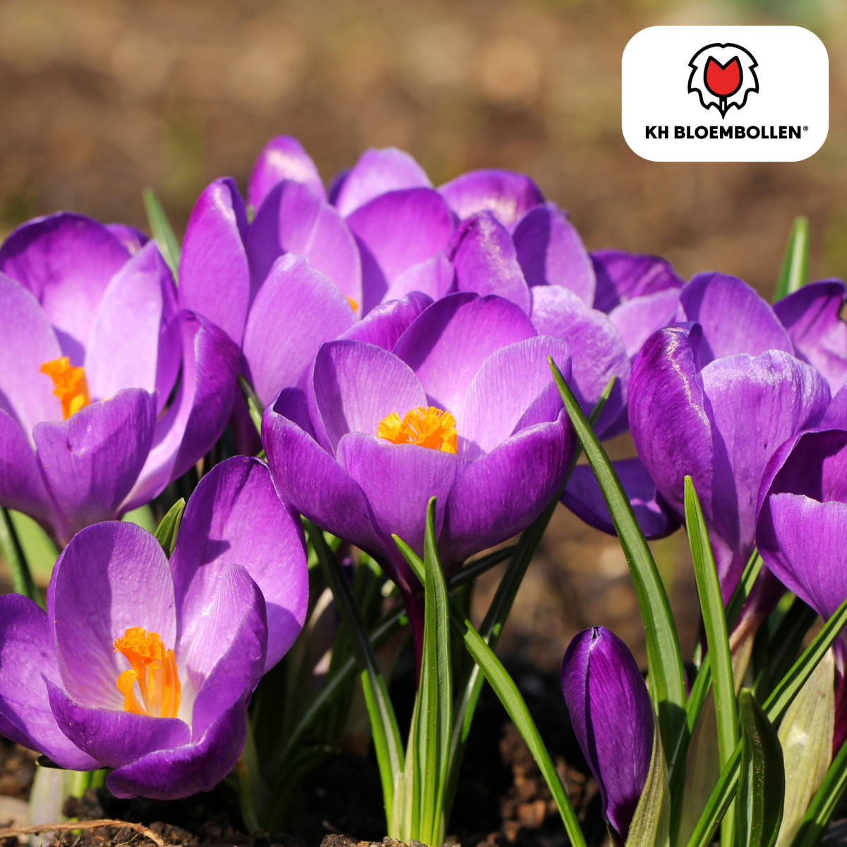 Lila Krokuszwiebeln – 30 Stück | Frühblüher in Violett - Wurzelwerk Design