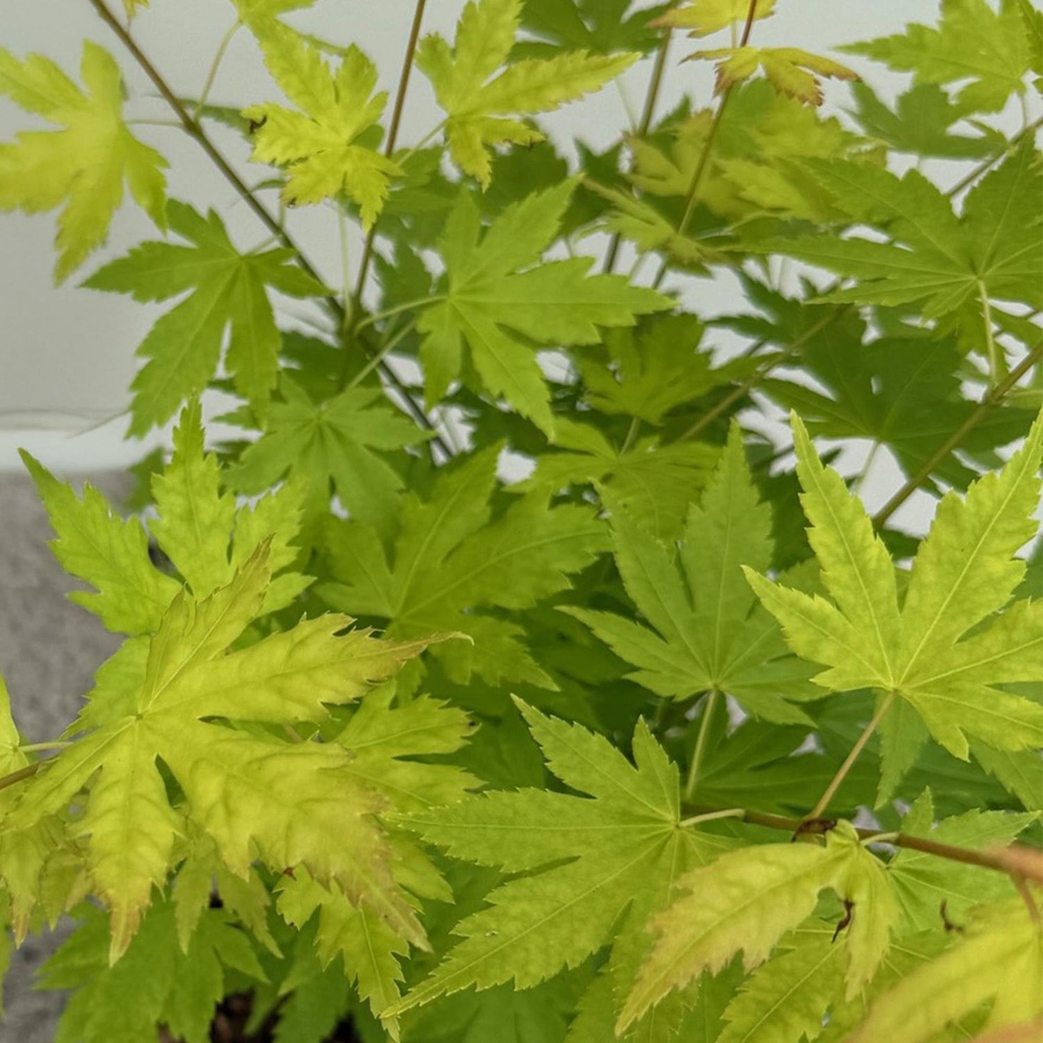Zwei japanische Ahornbäume Acer palmatum Orange Dream mit orangefarbenem Laub, Topf 19cm, Höhe 70cm, laubabwerfend.